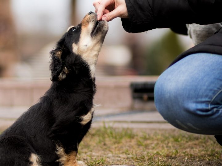 Ein Welpe schaut zu einer Person auf, die ihm ein Leckerli anbietet. Training mit positiver Verstärkung